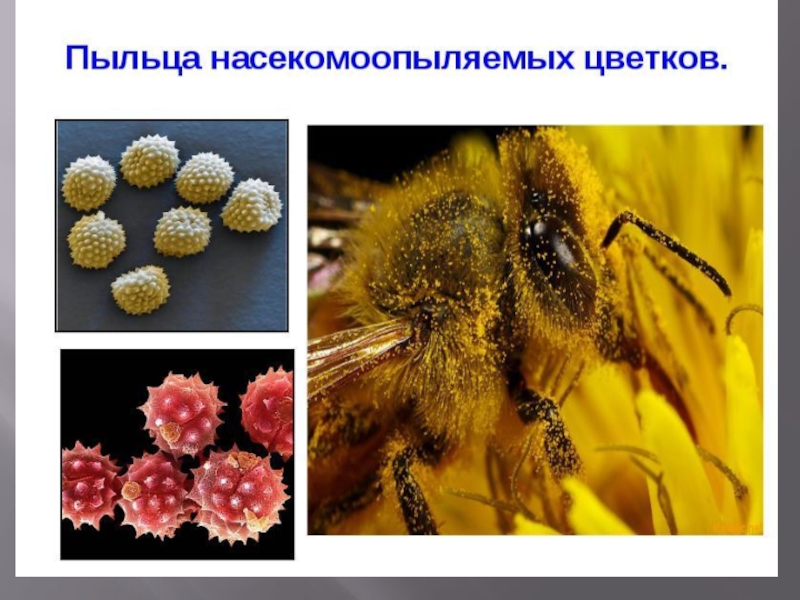 Созревание пыльцы. Пыльца насекомоопыляемых растений. Пыльца цветки насекомоопыляемых растений. Пальца НАСЕКООПЫЛЯЕМЫХ. Строение пыльцы.
