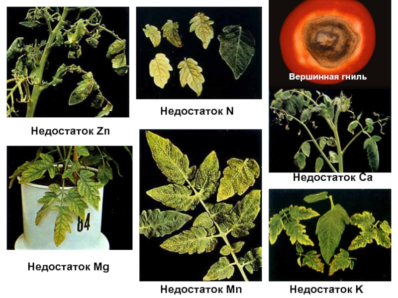 Нехватка у томатов описание с фотографиями