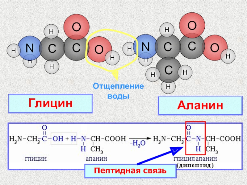 Глицин реагирует с водой