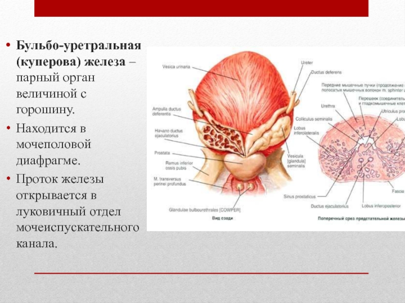 Что проходит через мочеполовую диафрагму у мужчин