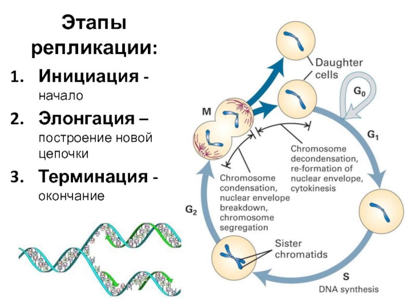 Биосинтез днк репликация схема ферменты