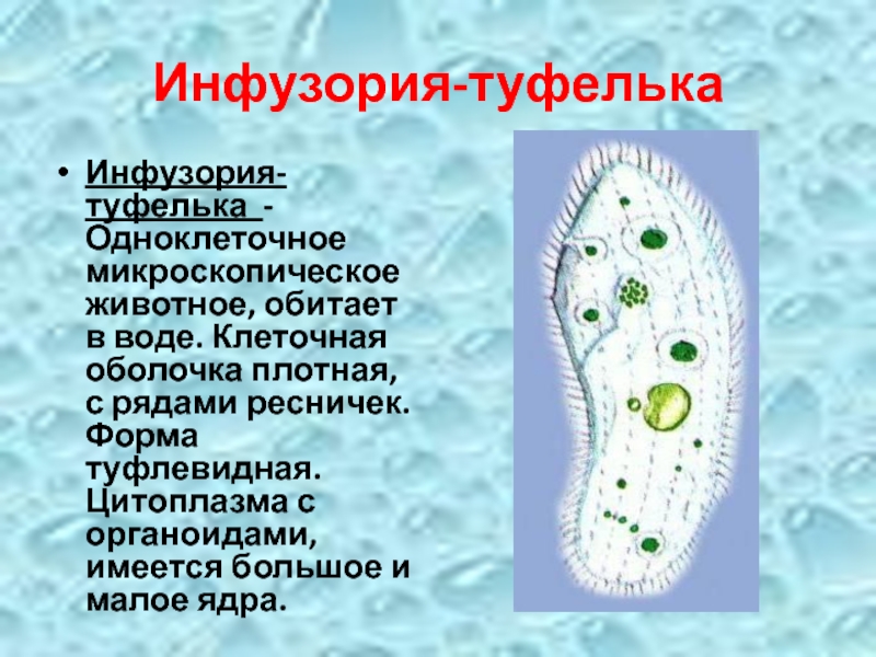 Презентация одноклеточные животные 5 класс