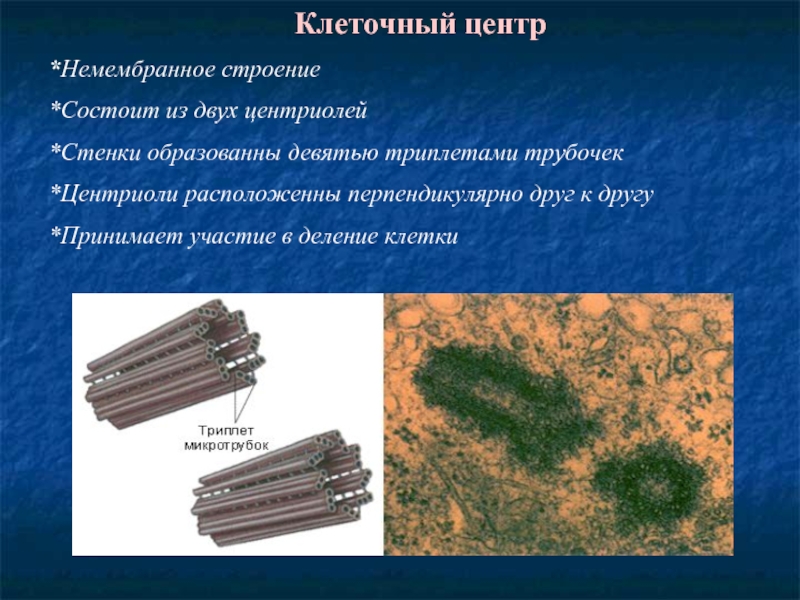 Клеточный центр в каких клетках. Ультраструктура центриолей. Клеточный центр состоит из двух центриолей и центросферы. Триплет в центриоли.