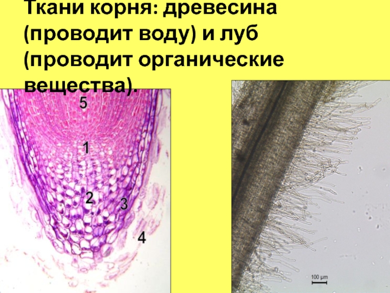 Вода древесина луб. Проводящая ткань корня. Проводящая ткань корня проводит. Строение корня Проводящая ткань. Проводящая ткань корня проводит органические вещества.
