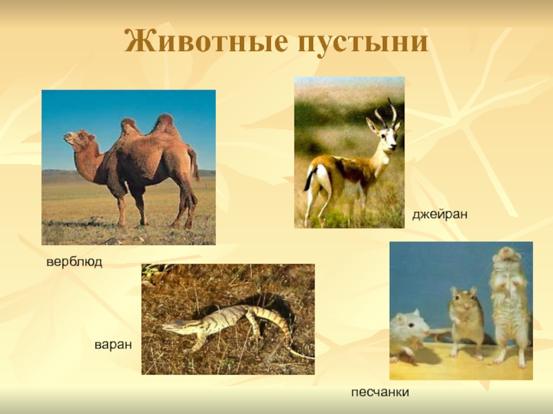 Какие животные обитают в пустынях и полупустынях. Пустыни и полупустыни России животный мир. Животные мир пустыни и полупустыни в России. Пустыни и полупустыни России растения и животные.
