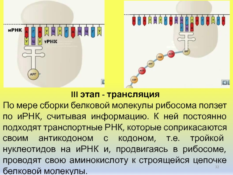 Кодоны т рнк. Кодоны ИРНК. ТРНК И ИРНК. Считывание информации с ИРНК В рибосомах это. Сборка молекул белков.