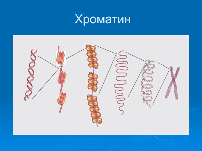 Хроматин. Деконденсация хроматина. Хроматин рисунок. Состояния хроматина.