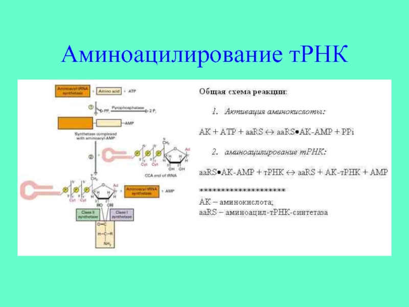 Схема образования аминоацил трнк