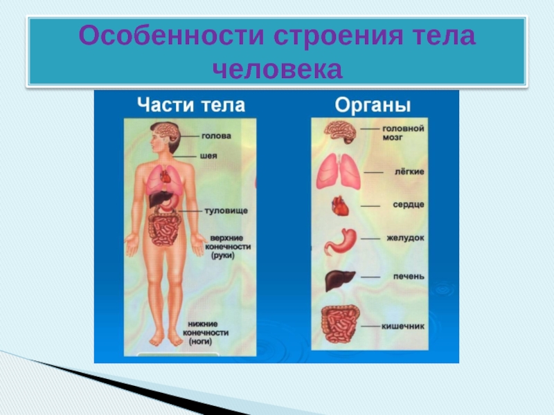 Презентация Особенности строения тела человека
