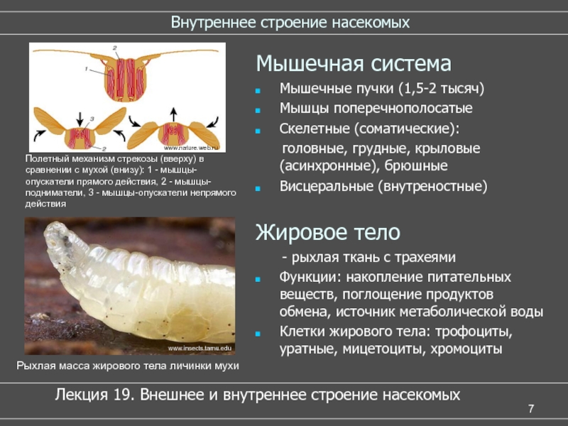 Личинки насекомых описание. Мышечная система насекомых. Жировое тело насекомых функции. Строение мускулатуры насекомых. Внутреннее строение насекомых.