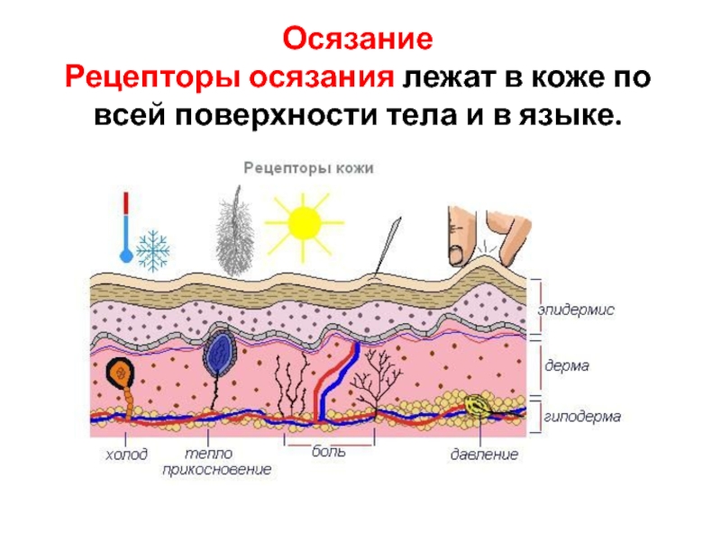 Чувства кожи. Строение анализатора осязания. Строение органа осязания. Органы чувств кожа строение. Орган осязания кожа анатомия.