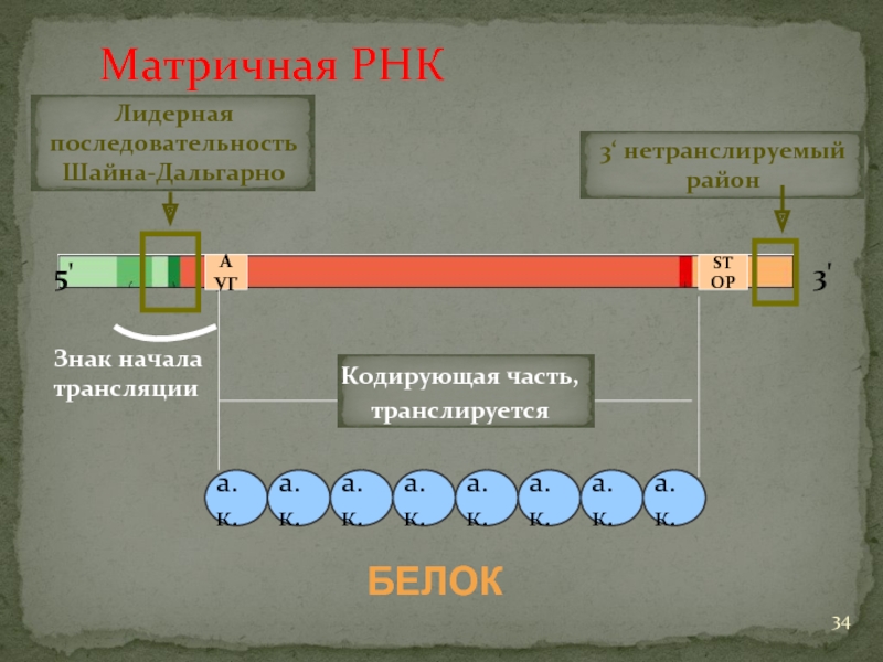 Полицистронная рнк. Последовательность Шайна-Дальгарно. РНК последовательность Шайна Дальгарно. Матричная РНК. Лидерная последовательность.