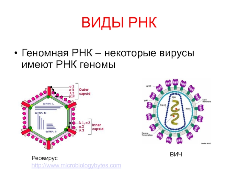 Рнк геномные вирусы. Вирусная РНК строение. РНК содержащие вирусы строение. РНК содержащие вирусы схема.