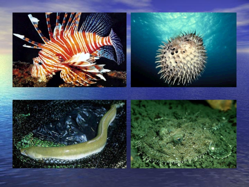 Условия существования живых организмов в океане. Живые организмы океана сообщение. Живые организмы обитающие в воде. Сообщение о живых организмах морей и океанов.