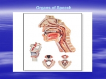 Organs of Speech