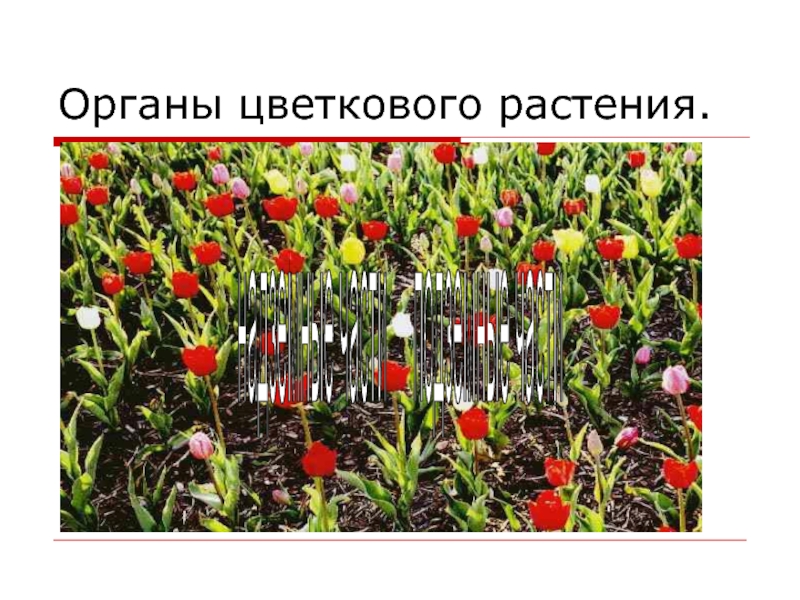 Растения производители. Укажи растения производители. Презентация по теме цветковые растения Архангельской области. Доклад на тему цветковые растения Ростовской области тюльпан.