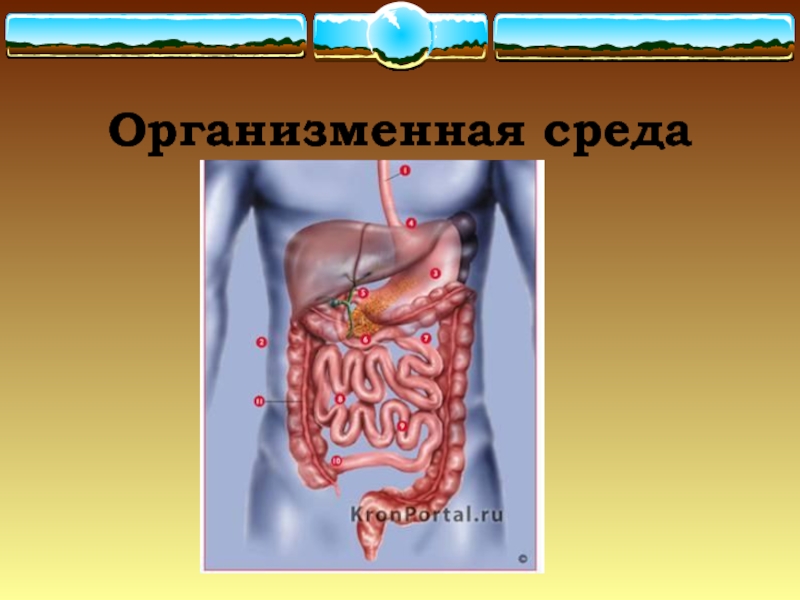 Организменная среда картинки