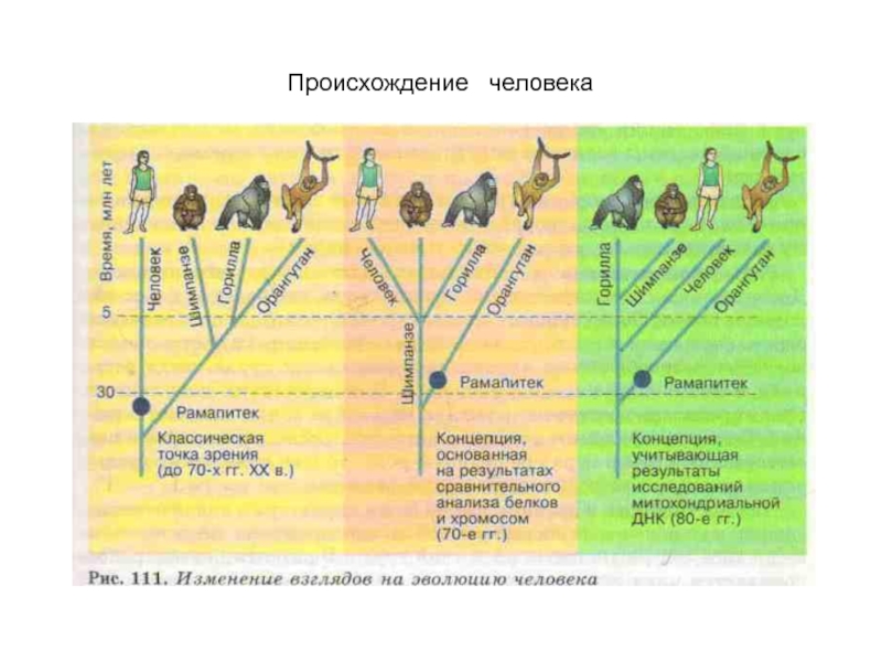 Этапы результат эволюции. Схема происхождения человека. Результаты эволюции человека. Пургаториус Эволюция. Анализ происхождения человека.