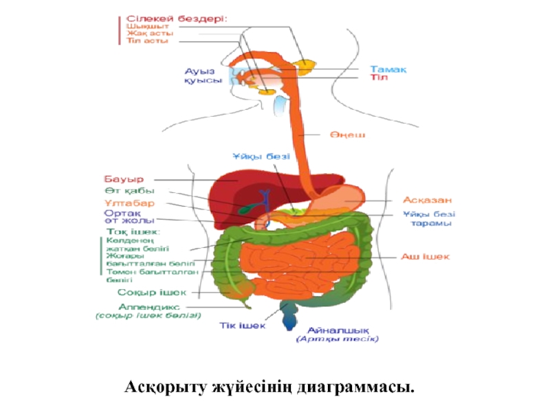 Ас қорыту жүйесінің жас ерекшеліктері презентация