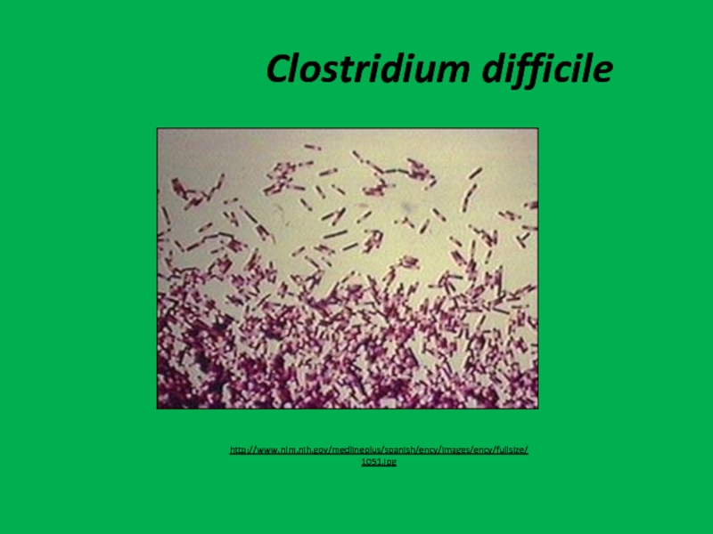 Токсин клостридии диффициле. Clostridium difficile под микроскопом. Клостридия диффициле под микроскопом. Clostridium difficile псевдомембранозного колита.