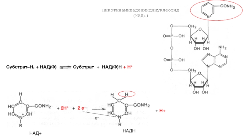 Над ф. Надн2 биохимия. Никотинамидадениндинуклеотид (над+ ). Над+ + н2 = НАДН + Н+. Окисление надн2.
