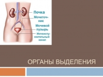 Органы выделения