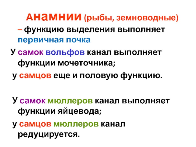 Выполни канал. Вольфов канал у самцов амниот выполняет функцию. У самок рыб и земноводных Вольфов канал выполняет функцию. Функции земноводных. Анамнии рыбы земноводные.