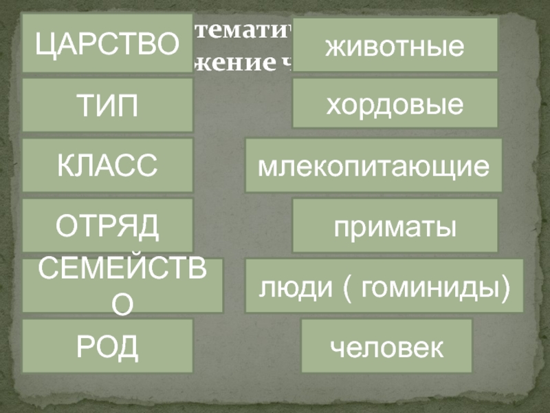 Класс тип род царство. Человек царство Тип класс отряд. Царство млекопитающих. Наездники царство Тип класс отряд. Скорпион царство Тип класс отряд семейство.