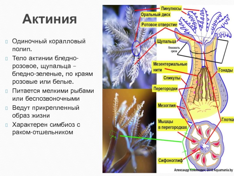 Коралловые полипы ведут прикрепленный образ жизни. Одиночный коралловый полип. Образ жизни коралловых полипов. Нервная система актинии. Одиночный коралловый полип актиния.