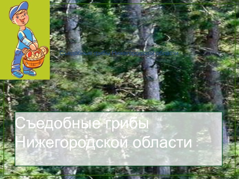 Съедобные грибы Нижегородской области