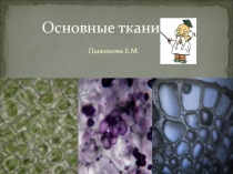Основные ткани