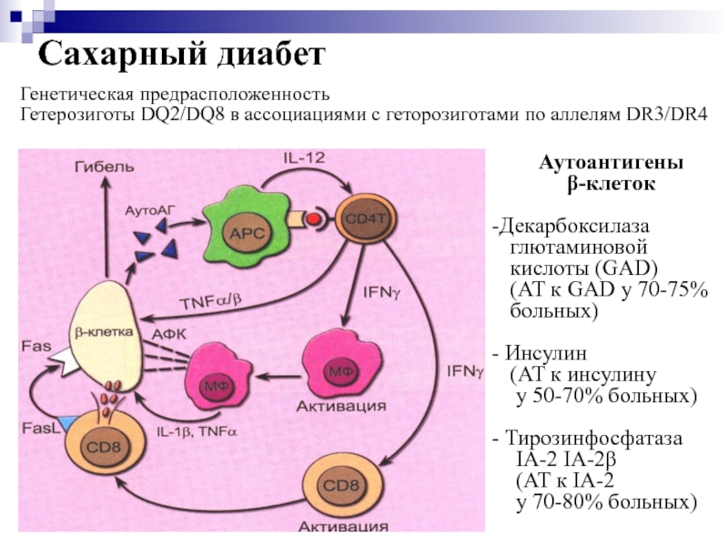 Аутоиммунный диабет