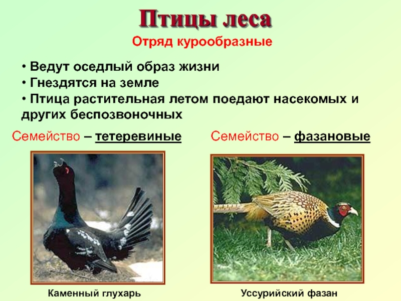 Образ жизни птиц леса. Признаки отряда Курообразные. Отряд Курообразные (galliformes). Отряд Курообразные цевка. Отряд Курообразные характеристика кратко.
