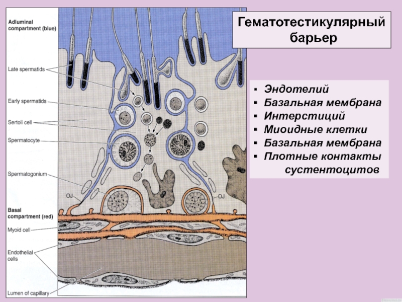 Гематотестикулярный барьер схема