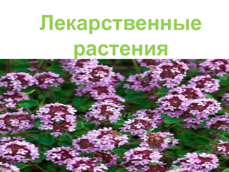 Презентация Лекарственные растения Чувашской Республики