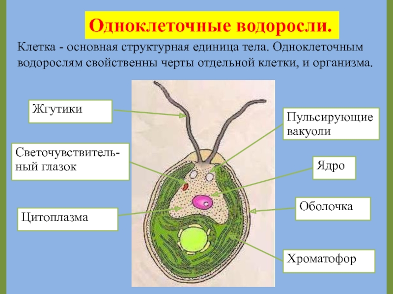 Органы одноклеточных водорослей. Клеточная оболочка одноклеточной водоросли. Клетка одноклеточной водоросли. Функция хроматофора у одноклеточной водоросли. Строение клетки водоросли.