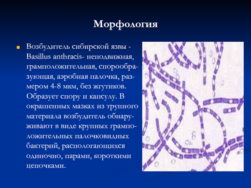 МорфологияВозбудитель сибирской язвы - Basillus anthracis- неподвижная, грамположительная, спорообра-зующая, аэробная палочка, раз-мером 4-8 мкм, без жгутиков. Образует