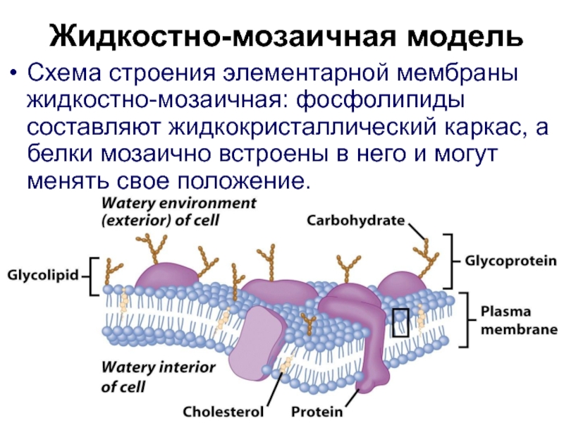 Функция мембраны клетки является. Жидкостно-мозаичная модель строения плазматической мембраны. Жидкостно мозаичная модель Сингера Николсона. Жидко мозаичная модель плазматической мембраны. Жидкостно-мозаичная модель структуры клеточной мембраны.