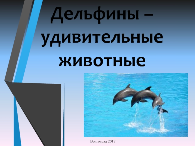 Презентация Дельфины - удивительные животные