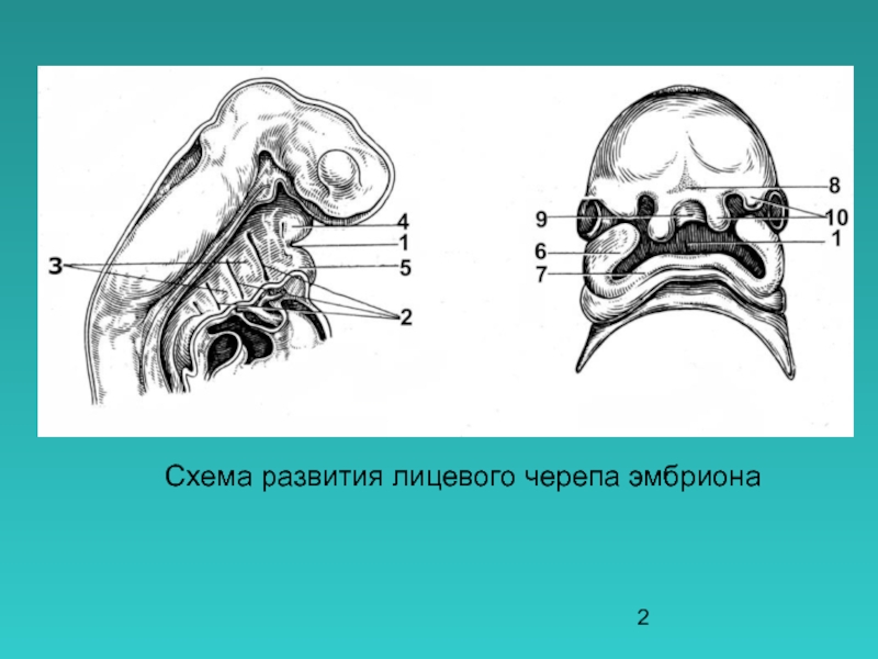 Хрящевая стадия развития черепа. Развитие лицевого черепа. Онтогенез лицевого черепа. Развитие лицевого отдела черепа и полости рта.