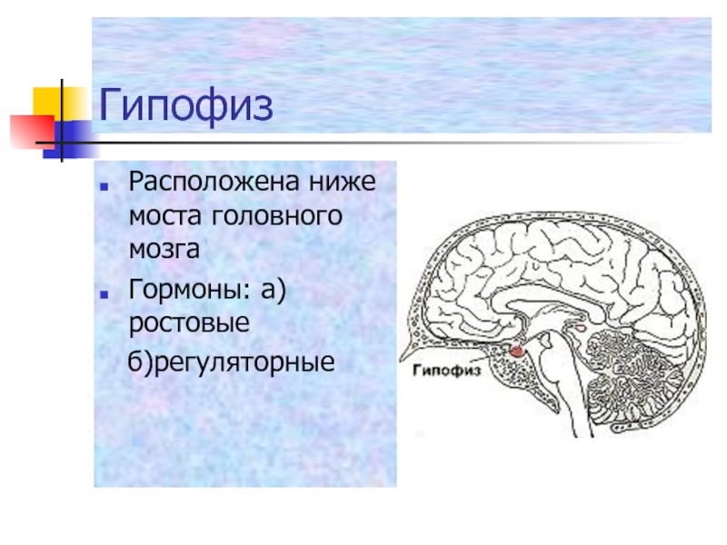 2 гипофиза. Гипофиз топография гормоны. Гипофиз головного мозга. Гипофиз топография строение функции. Строение головного мозга гипофиз.
