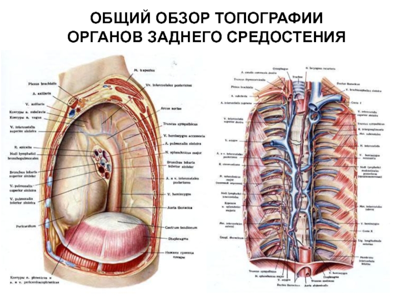 Слои грудной клетки на сагиттальном распиле схема