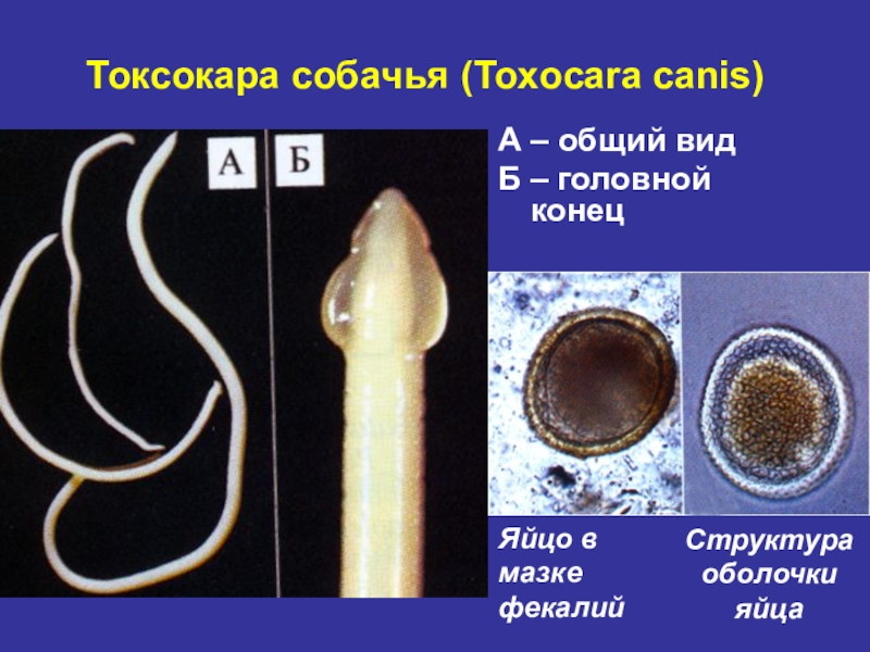 Распространенность гименолепидоза на территории России Токсокара собачья (Toxocara canis)А – общий видБ – головной конецЯйцо в мазке фекалийСтруктура оболочки яйца Токсокара собачья (Toxocara canis)А – общий видБ – головной конецЯйцо в мазке фекалийСтруктура оболочки яйца