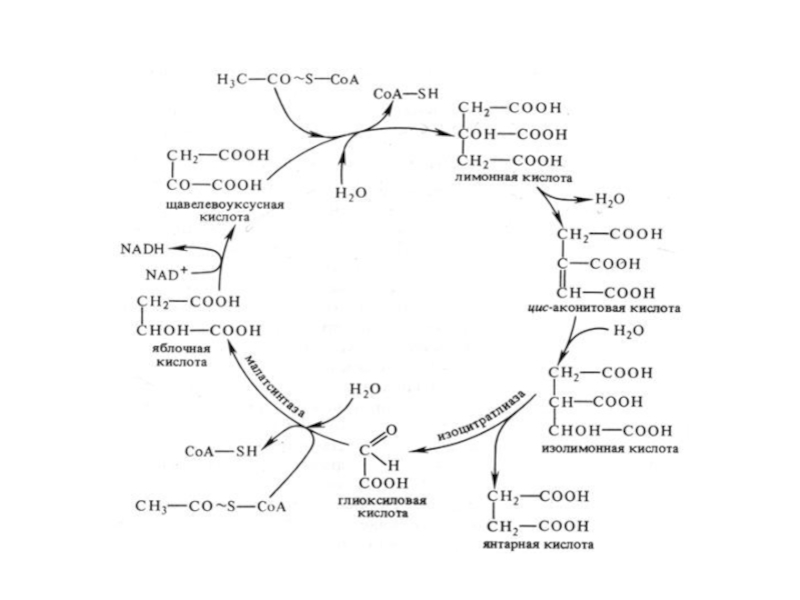 Биология схема дыхания