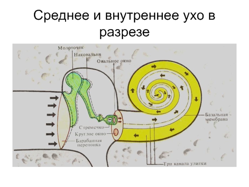 Отметь характеристики части органа слуха обозначенной на рисунке цифрой 4 улитка заполнен эндолимфой