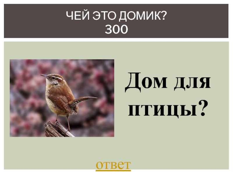 Птичка ответы