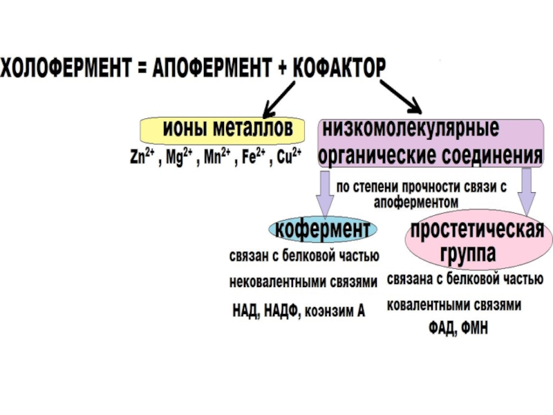 Ферменты презентация по биологии 10 класс