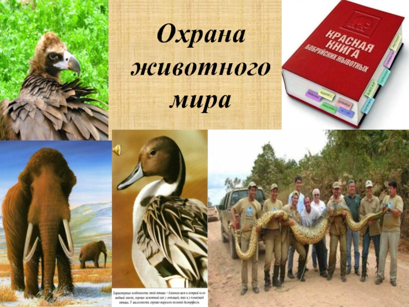 Животный мир презентация 7 класс. Охрана животного мира. Правовая охрана животных. Правовая охрана животного Миа. Мир в охране животных.