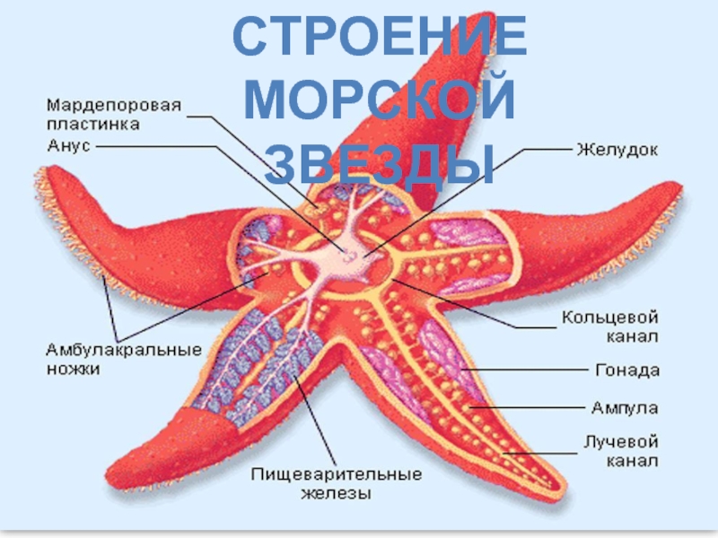 Вскрытая морская звезда рисунок