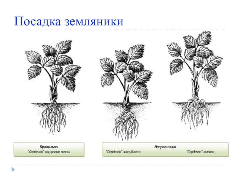 Схема пересадки клубники